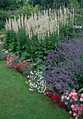 Verbascum chaixii 'Album' (Königskerze), Nepeta 'Six Hills Giant' (Katzenminze), Dianthus (Nelken) als Beeteinfassung