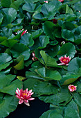 Nymphaea 'Escarboucle' (Water lilies)
