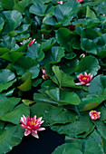 Nymphaea 'Escarboucle' (Seerosen)