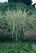 Miscanthus sinensis 'Variegatus' (White Chinese reed)