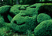 Buxus (Boxwood) - Topiary