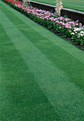 Rasen in Streifen gemäht mit Randbeet bepflanzt mit Pelargonium (Geranien)