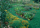 Path with clover: Tagetes tenuifolia (Spice Tagetes), chard (Beta vulgaris), pumpkin (Cucurbita), tomatoes (Lycopersicon) and summer flowers