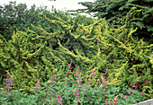 Juniperus chinensis 'Plumosa Aurea' (yellow moss juniper)