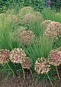Verblühte Allium christophii (Sternkugellauch, Zierlauch), Molinia caerulea (Pfeifengras)
