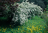 Spiraea cantoniensis (Canton spirea), yellow clover (Oxalis pes-caprae) as ground cover