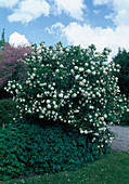 Viburnum opulus 'Sterile' syn. 'Roseum' (double snowball)