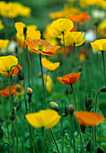 Papaver nudicaule (Islandmohn), Blüte Mai-August