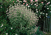 Phlomis italica (Fireweed), Rosa wichuriana 'Léontine Gervais' (Climbing Rose, Rambler Rose), single flowering, good fragrance
