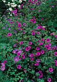 Geranium Psilostemon 'Ivan', Geranium 'Nimbus' (Storchschnabel)