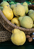 Freshly picked Cydonia oblonga (pear quince) in basket