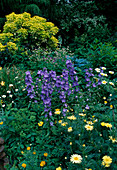 Potted plants in the border between perennials: Choisya ternata 'Sundance' (orange flower), Argyranthemum (daisy), Campanula (bellflower), Astrantia (star umbels)