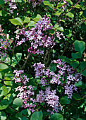 Syringa meyeri 'Palibin' (dwarf lilac)