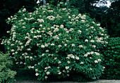Hydrangea paniculata 'Praecox' (panicle hydrangea)