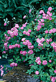 Rosa Rose 'Raubritter' (Strauchrose oder niedrige Kletterrose), einmalblühend, leichter Duft