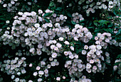 Rosa 'Dentelle de Malines' (climbing rose, rambler rose), single flowering, light fragrance