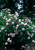 Rosa 'Fritz Nobis, Rosa pimpinellifolia, shrub rose, single flowering, good apple fragrance