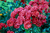 Rosa 'Paprika' (Climbing rose), repeat flowering and robust