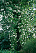 Rosa 'Bobby James' Kletterrose, Ramblerrose, einmalblühend, guter Duft, klettert an Baum