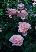 Rosa 'The Queen Elizabeth' rose, beet rose, repeat flowering, pleasant fragrance