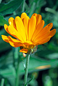 Calendula officinalis (Marigold)