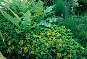 Sedum kamtschaticum (Kamchatka fat leaf), Equisetum ramosissimum (branched horsetail), ferns