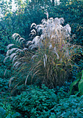 Miscanthus sinensis (Chinese reed)