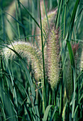 Pennisetum compressum (feather bristle grass)