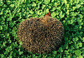 Hedgehog curled up