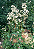 Flowering valerian in the bed with astilbe