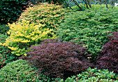 Acer palmatum 'Katsura', Acer shirawasanum 'Aureum', Acer palmatum 'Omurayama' (Japanische Ahorn - Sorten)