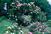 Rosa 'Compassion' (climbing rose) at the rose arch, often flowering with good fragrance, below and in front shrub roses and bedding roses