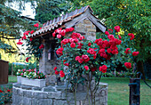 Rosa 'Danse du Feu' (Ramblerrose, Kletterrose), remontierend mit leichtem Duft, an gemauertem Ziehbrunnen, Schwengelpumpe daneben