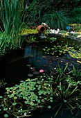 Kleiner Wassergarten : Nymphaea (Seerose), Hydrocharis morus-ranae (Froschbiss), Stratiotes aloides (Krebsschere, Wasseraloe), Typha (Rohrkolben), Ufer mit Granitsteinen eingefasst