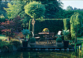 Sitzplatz auf Holzdeck am Teich , Agave attenuata, Acer palmatum (Fächerahorn), Robinia 'Umbraculifera' (Kugelrobinie), Buxus (Buchs), Hecke als Sichtschutz
