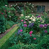Rosa 'Buff Beauty''Memoire de Caen' (Rosen), Allium giganteum (Zierlauch), Campanula 'Sarastro' (Glockenblume), Clematis (Waldrebe), Papaver somniferum (Schlafmohn), Buxus (Buchs) Hecke
