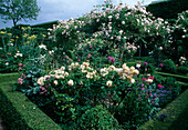 Rosa 'Buff Beauty', 'New Dawn' (roses), Allium giganteum (ornamental leek) in border with hedge of Buxus (boxwood)