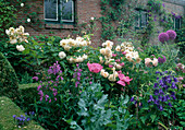 Rosa moschata 'Buff Beauty' (Historische Rose), öfterblühend mit starkem Duft, Campanula 'Sarastro' (Glockenblume), Papaver somniferum (Schlafmohn), Allium giganteum (Zierlauch), Penstemon (Bartfaden)