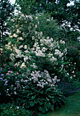 Rosa 'Bobby James' (rambler rose), single flowering, very fragrant, shrub rose 'Fleurette', repeat flowering, robust, wild rose fragrance, hosta (hosta)