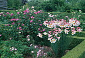 Rosa 'Du Maître d'Ecole' (Gallica rose) single flowering with good fragrance, Lilium regale (Royal lily), hedges of Buxus (Boxwood)
