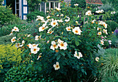 Rosa 'Golden Wings'(Strauchrose), öfterblühend, leichter Duft