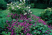 Geranium Psilostemon 'Patricia' (Cranesbill), Rosa 'Smarty' (Roses)