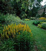 Lawn paths between beds: Lysimachia punctata (golden field plantain), Cornus alba 'Elegantissima'(white dogwood), Alchemilla mollis (lady's mantle), Rosa (rose)