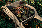 Frisch geerntete Möhren, Karotten (Daucus carota), Knollensellerie (Apium) und rote Bete (Beta vulgaris) in Holzschubkarre