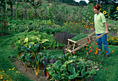 Farm garden with colourful chard (Beta vulgaris), pumpkins (Cucurbita pepo), summer flowers and sweetcorn (Zea mays)