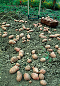 Harvesting potatoes: Potato variety 'Desiree' (Solanum tuberosum), red skin, mainly firm cooking, yellow fleshed, good taste, medium early