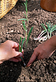Planting out Allium cepa