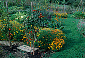 Farm garden with tomatoes (Lycopersicon), Tagetes tenuifolia 'Starfire' (Spicy Tagetes), chard (Beta vulgaris), courgettes (Cucurbita), Trifolium repens (White Clover) as lawn replacement on the pathway