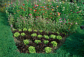 Bunter Kopfsalat (Lactuca sativa), Gomphrena (Kugelamaranth) und Zinnia (Zinnien) im Beet, Weg mit Klee