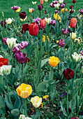 Colourful bed with Tulipa (tulips)